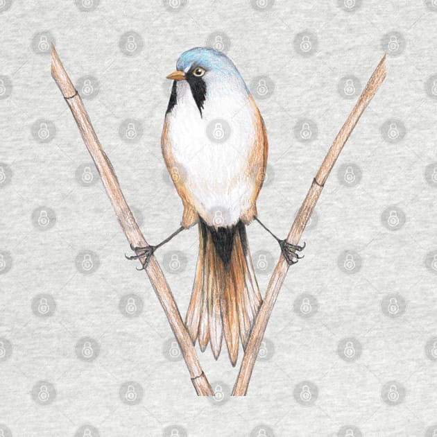 Bearded reedling pencil drawing by Bwiselizzy